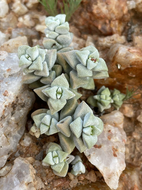 Crassula deltoidea, commonly known as Silver Beads