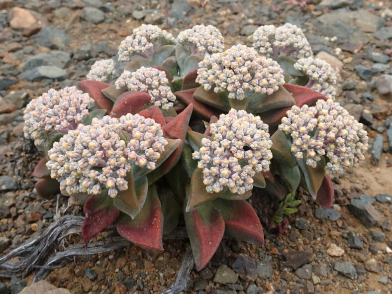 Crassula deltoidea, commonly known as Silver Beads