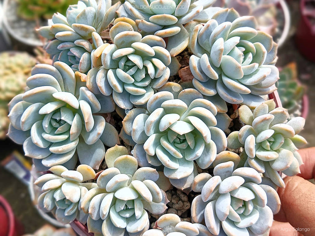 Echeveria 'White One' - World of Succulents