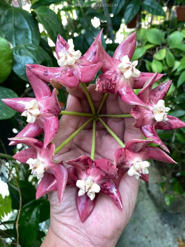 Hoya imperialis, commonly known as Imperial Hoya
