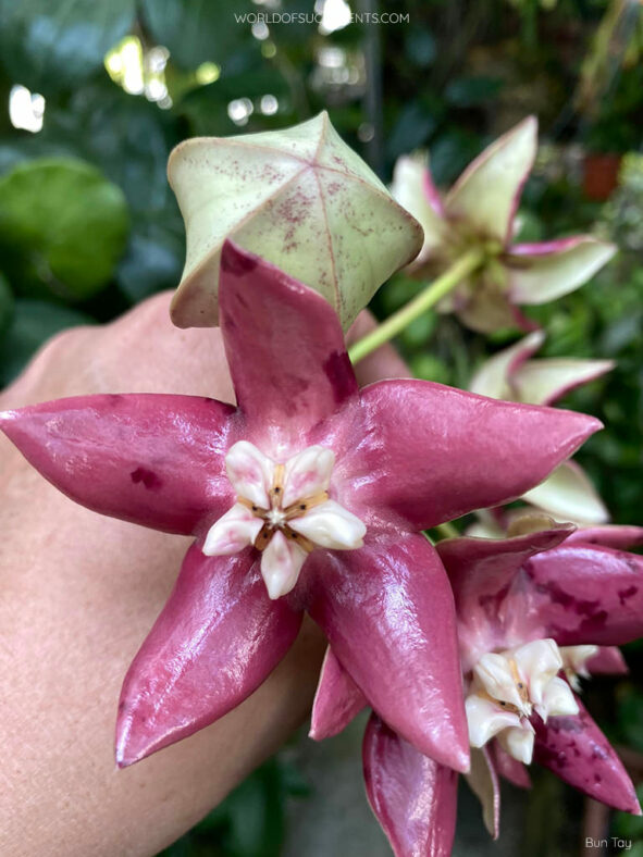 Hoya imperialis, commonly known as Imperial Hoya