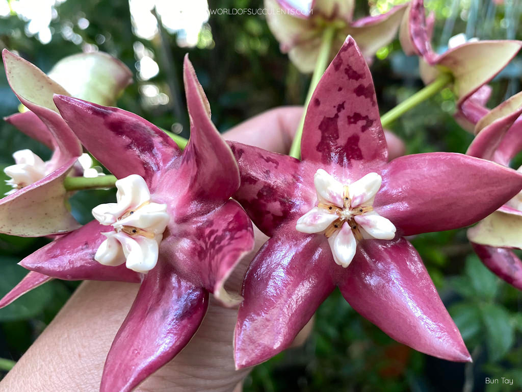 Hoya imperialis (Imperial Hoya) - World of Succulents