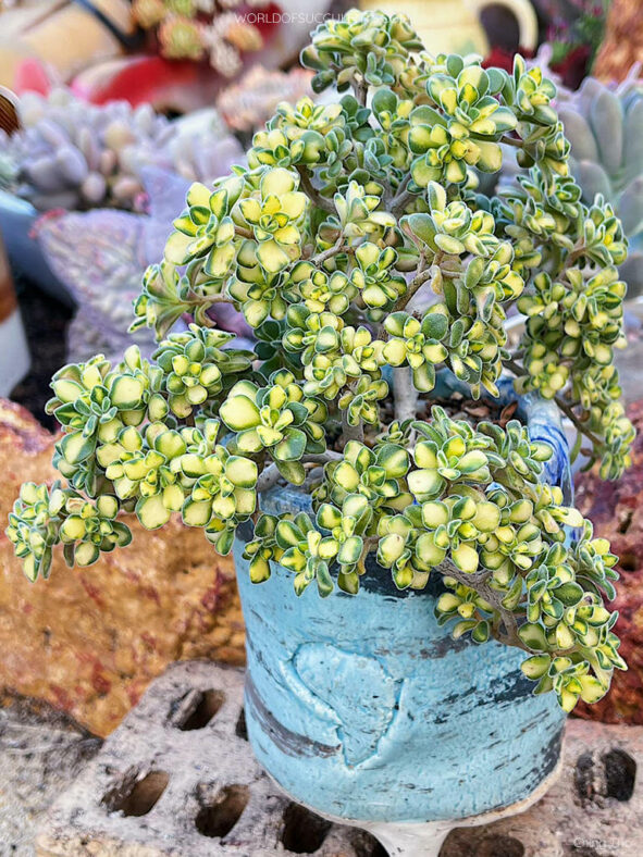 Aichryson tortuosum subsp. bethencourtianum 'Variegatum' aka Aichryson bethencourtianum 'Variegatum', often sold as Aeonium lindleyi 'Variegatum'