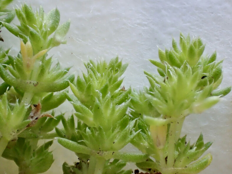 Crassula tillaea (Mossy Stonecrop)