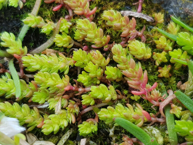 Crassula tillaea (Mossy Stonecrop)
