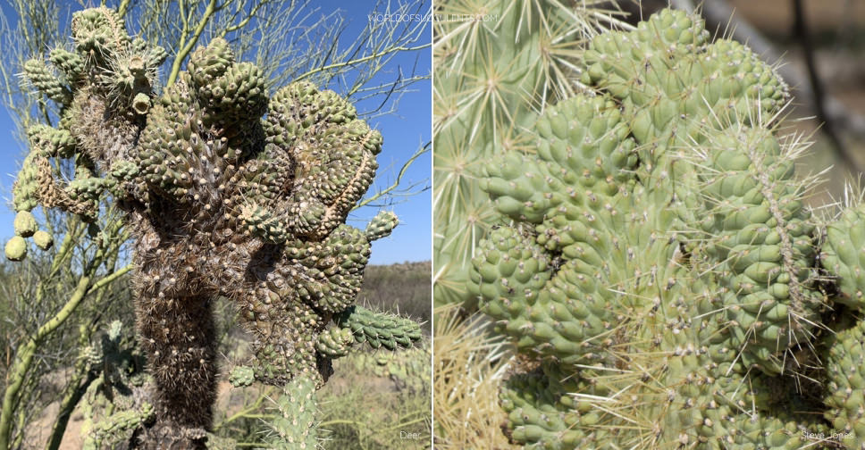 Cylindropuntia fulgida f. cristata - World of Succulents