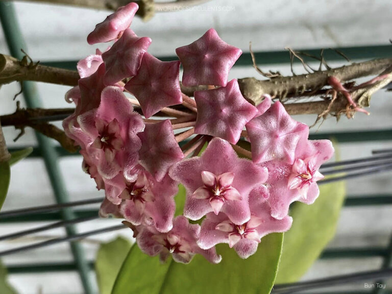 Hoya fungii - World of Succulents