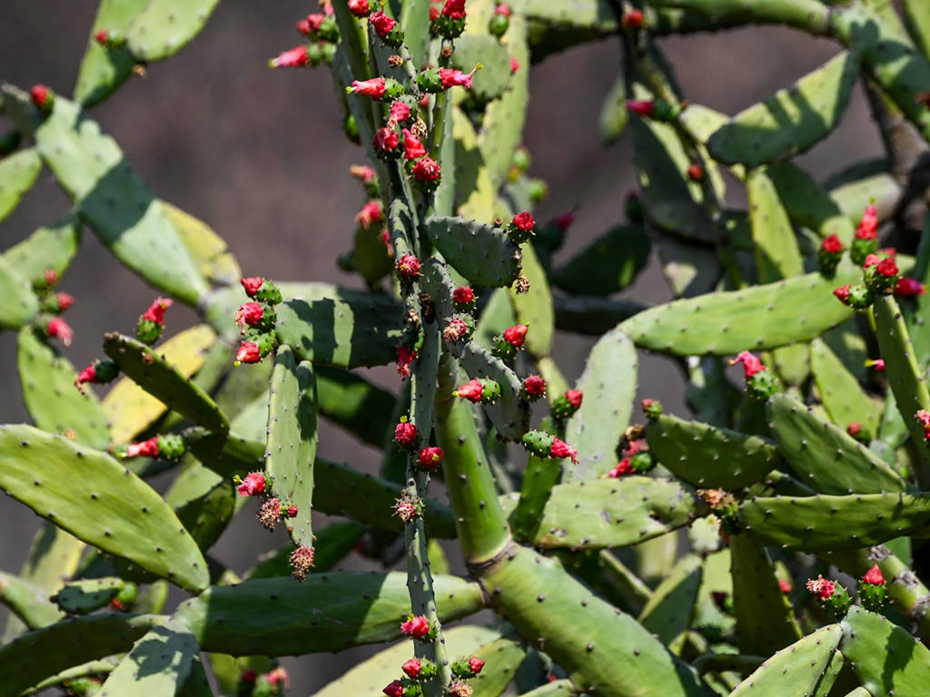 Opuntia dejecta (Spiny Nopal) Blog de Cactus y Suculentas 2024