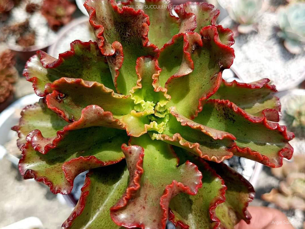 Echeveria 'Tori' - World of Succulents