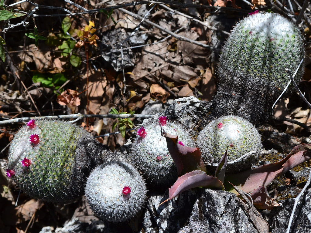 Mammillaria albilanata - World of Succulents