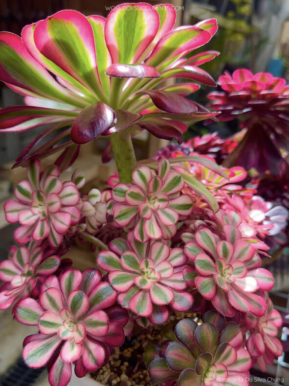 Aeonium 'Chanel' aka Aeonium 'Cornish Rose Variegatum'