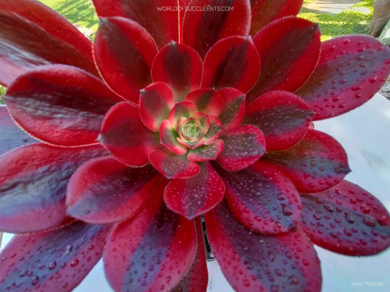 Aeonium 'Chanel' aka Aeonium 'Cornish Rose Variegatum'