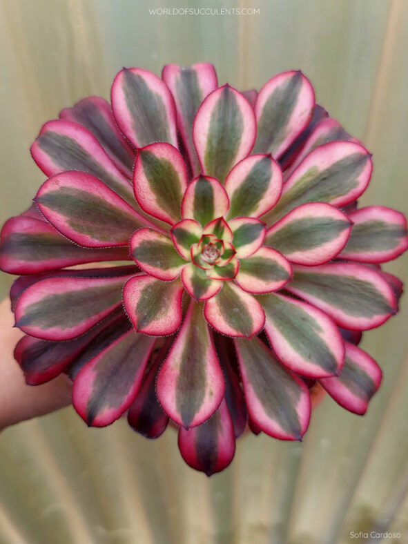 Aeonium 'Chanel' aka Aeonium 'Cornish Rose Variegatum'