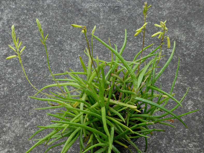 Aloe pendens