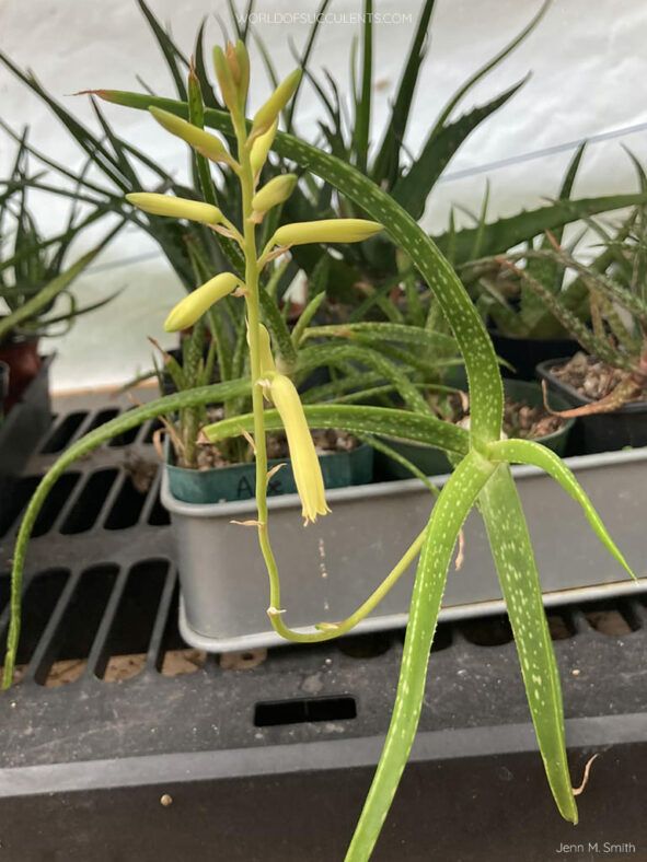 Aloe pendens