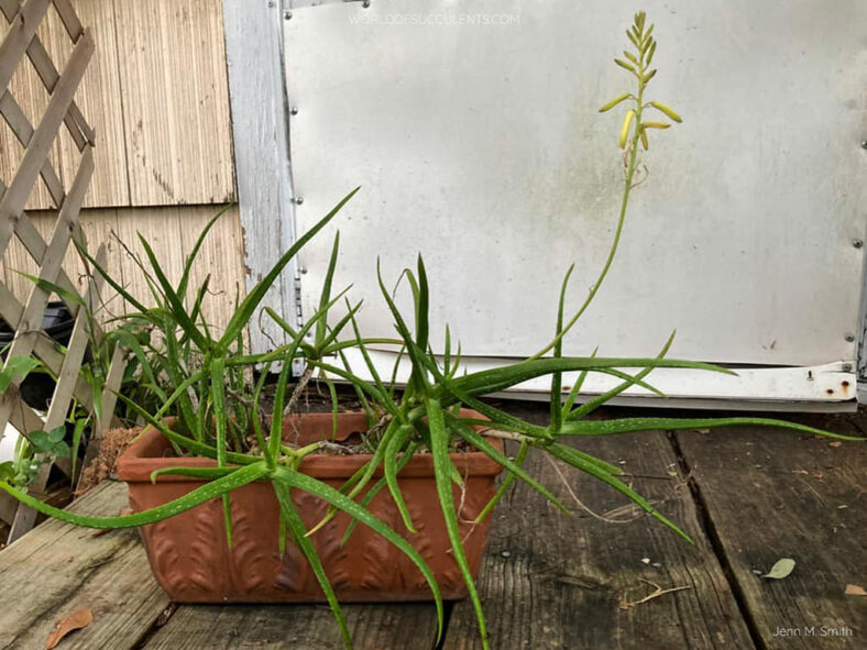 Aloe pendens