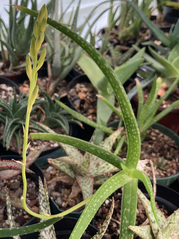 Aloe pendens