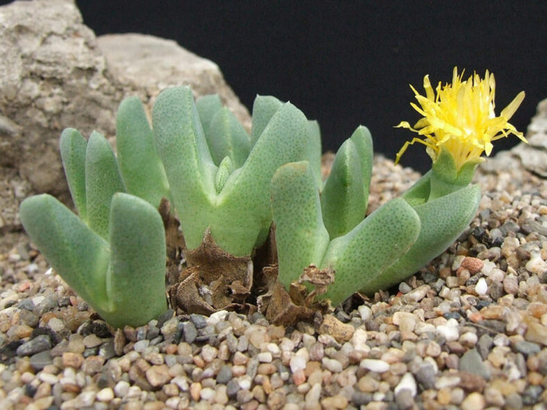 Cheiridopsis vanzylii aka Ihlenfeldtia vanzylii