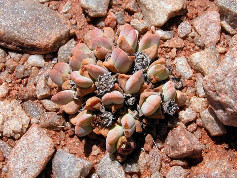 Cheiridopsis vanzylii aka Ihlenfeldtia vanzylii