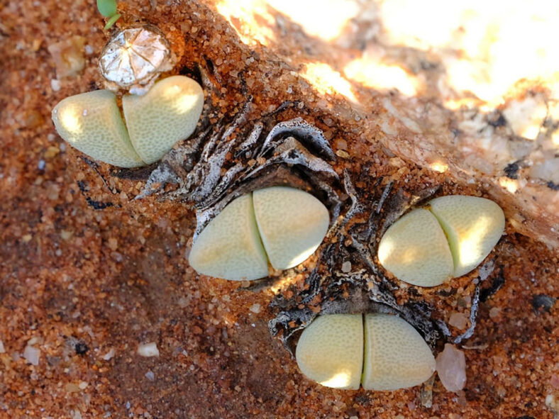 Cheiridopsis vanzylii aka Ihlenfeldtia vanzylii