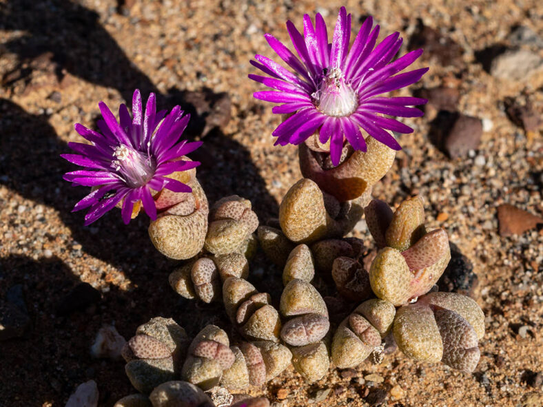 Hammeria meleagris