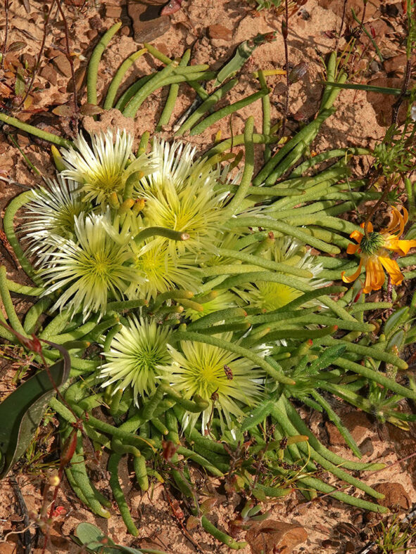 Mesembryanthemum tenuiflorum aka Phyllobolus tenuiflorus or Sphalmanthus tenuiflorus