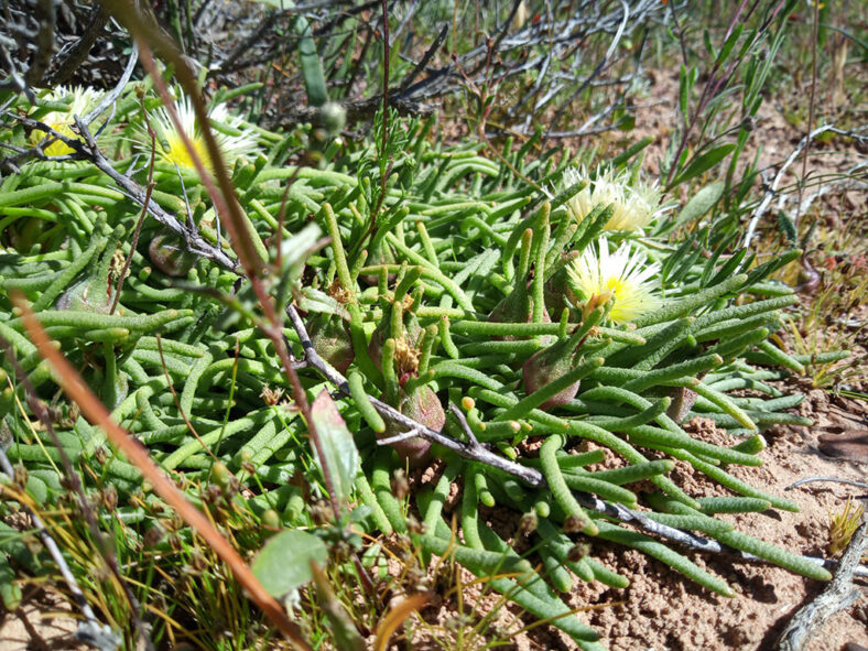 Mesembryanthemum tenuiflorum aka Phyllobolus tenuiflorus or Sphalmanthus tenuiflorus