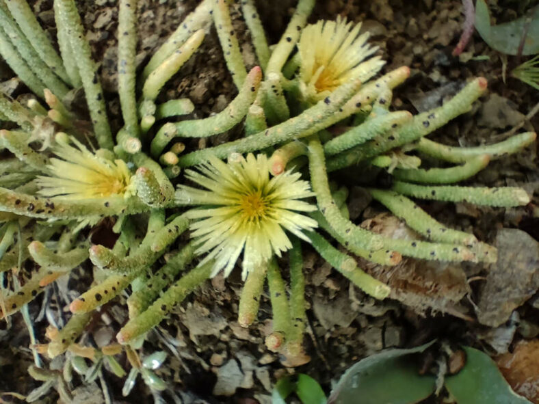 Mesembryanthemum tenuiflorum aka Phyllobolus tenuiflorus or Sphalmanthus tenuiflorus