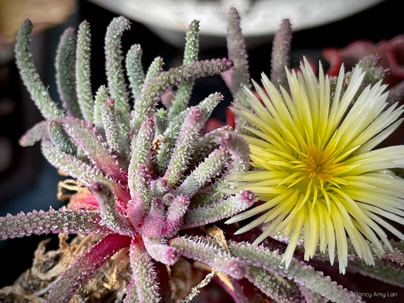 Mesembryanthemum tenuiflorum aka Phyllobolus tenuiflorus or Sphalmanthus tenuiflorus