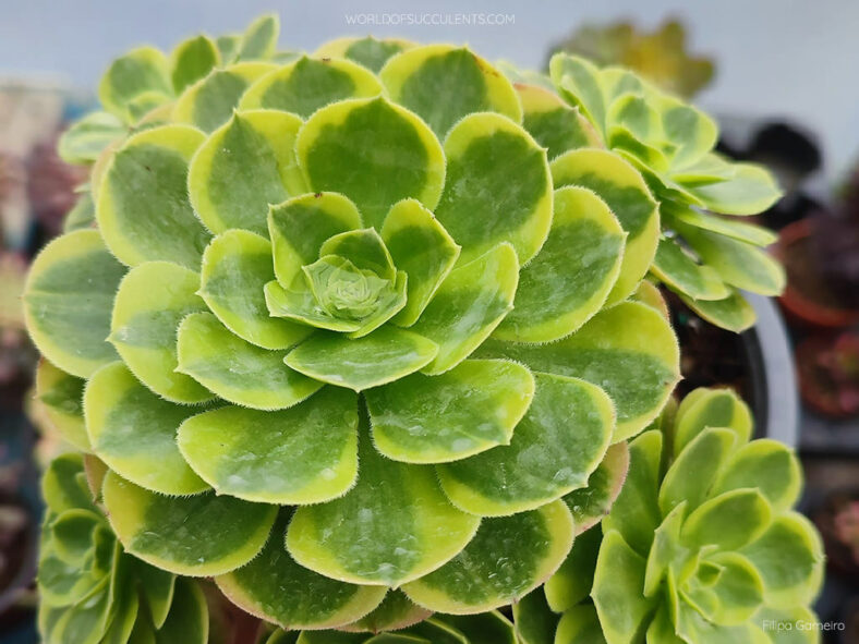 Aeonium 'Milky White'