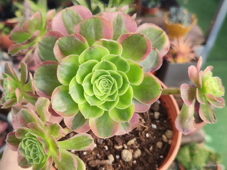 Aeonium 'Milky White'