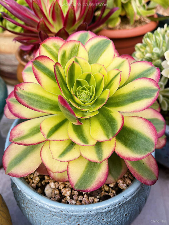 Aeonium 'Milky White'