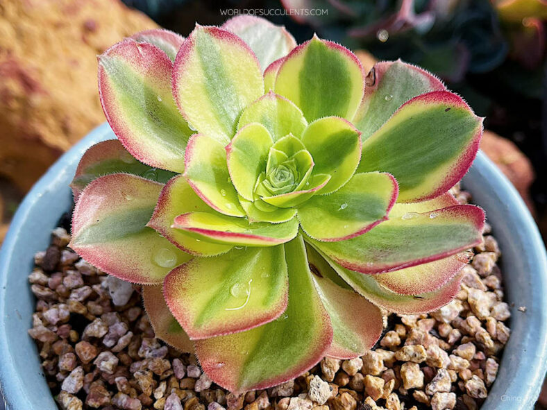 Aeonium 'Milky White'