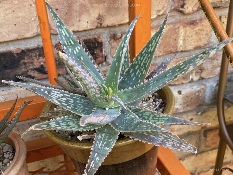 Aloe 'Sunblush'