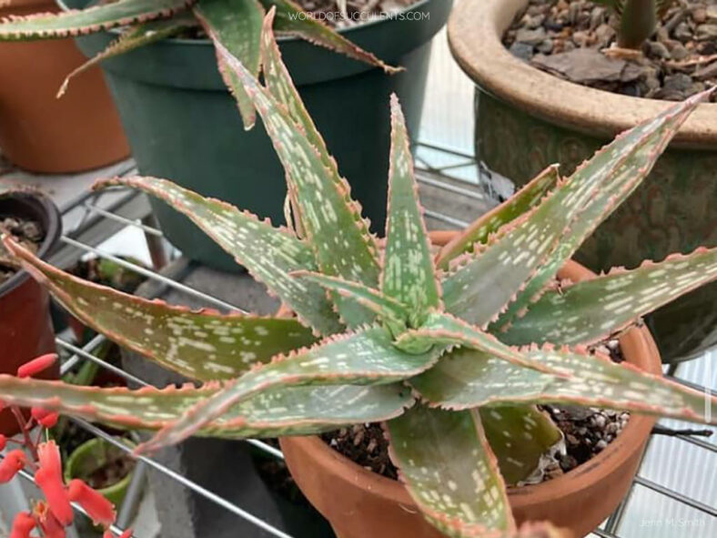 Aloe 'Sunblush'