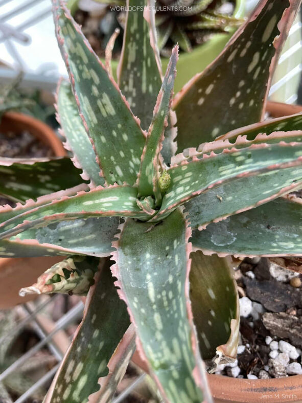 Aloe 'Sunblush'