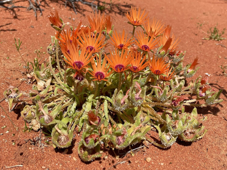 Cleretum rourkei (Red Sandfig)