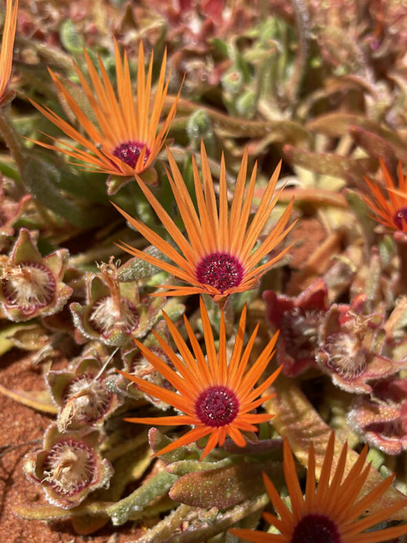 Cleretum rourkei (Red Sandfig)