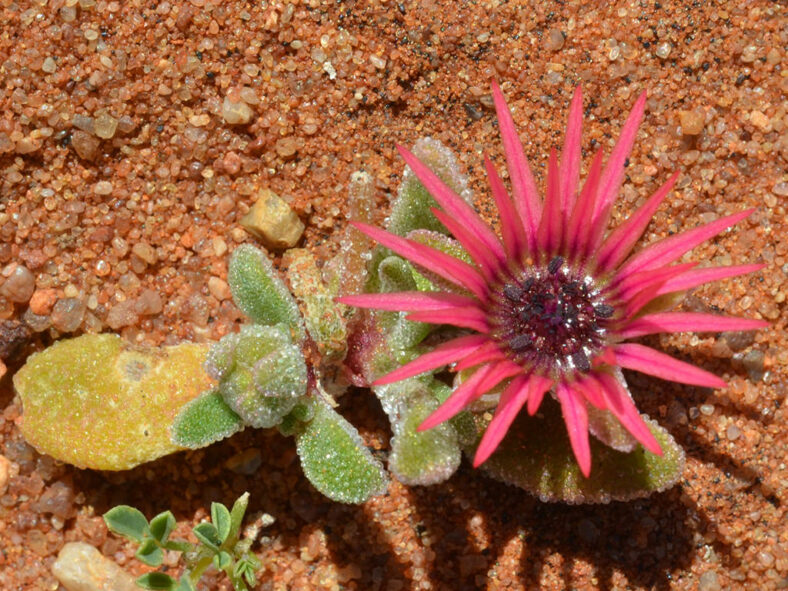 Cleretum rourkei (Red Sandfig)