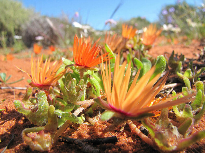 Cleretum rourkei (Red Sandfig)