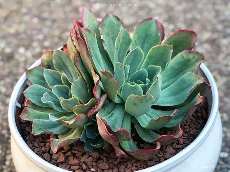 Echeveria 'Lazarus'