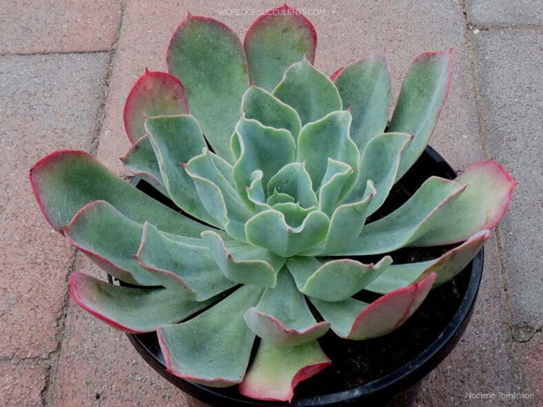 Echeveria 'Lazarus'