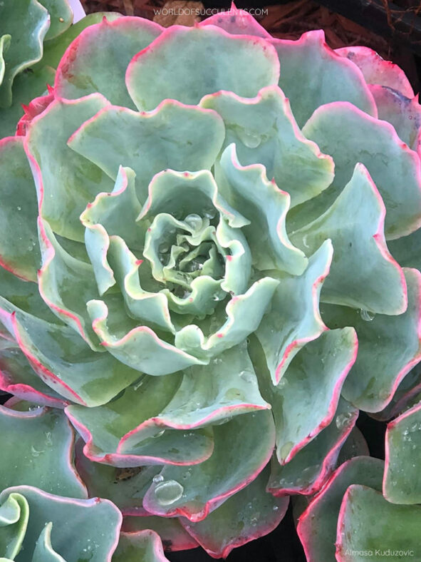 Echeveria 'Lazarus'