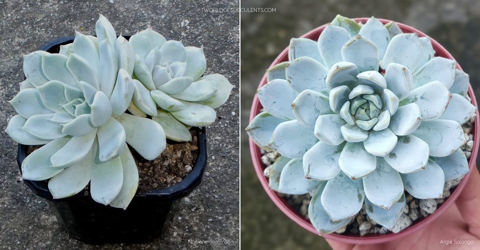 Echeveria 'Snow Bunny' - World of Succulents