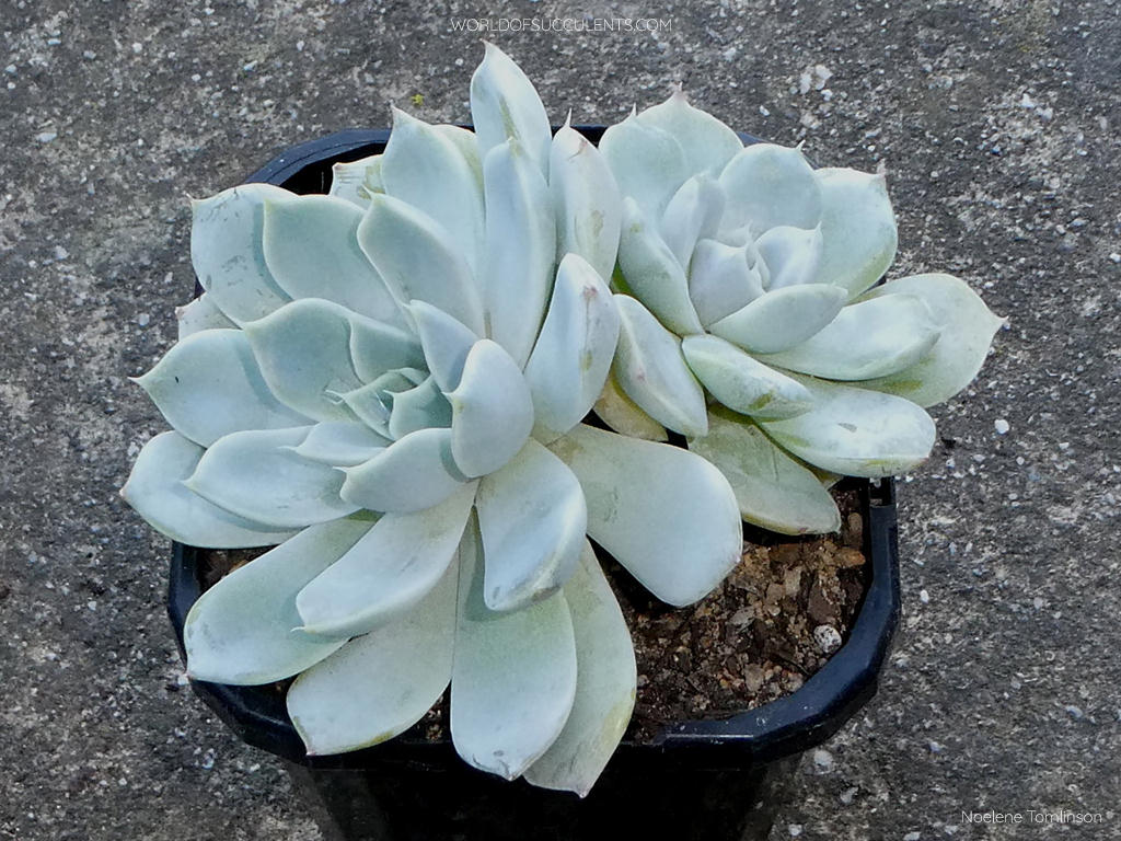 Echeveria 'Snow Bunny' - World of Succulents