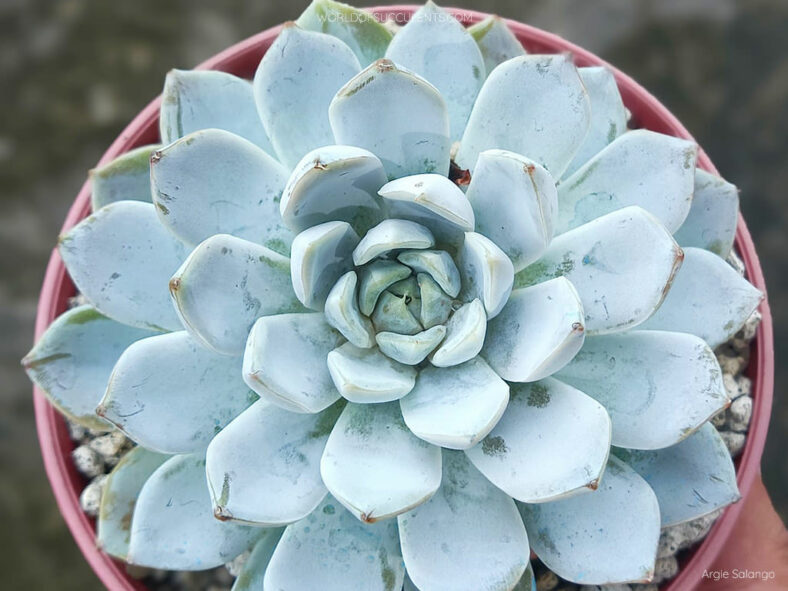 Echeveria 'Snow Bunny'