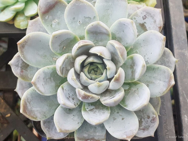 Echeveria 'Snow Bunny'