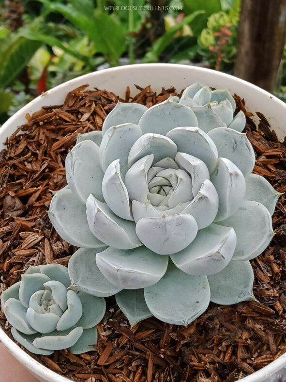 Echeveria 'Snow Bunny'