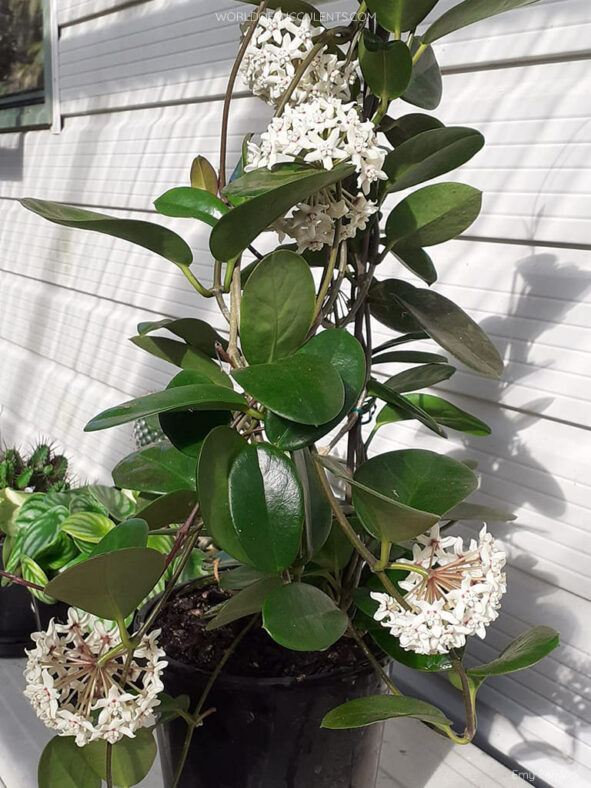 Hoya australis (Common Waxflower)