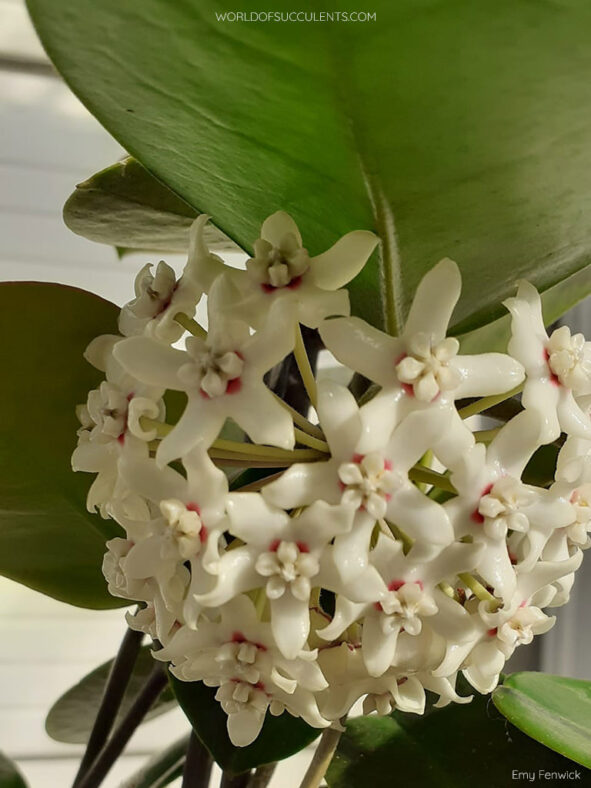 Hoya australis (Common Waxflower)